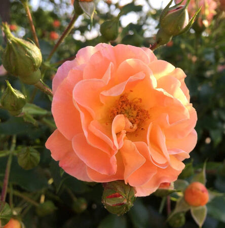 Orange Rose